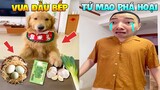 Thú Cưng Vlog | Tứ Mao Ham Ăn Đại Náo Bố #6 | Chó thông minh đáng yêu vui nhộn | Smart dog funny pet