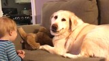 CHONKY PETS! Funny Videos of FAT PETS!