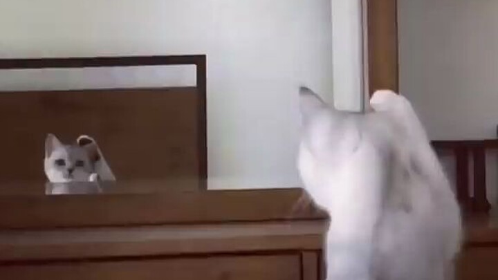 Cute cat suddenly realized he had ears when he looked in the mirror