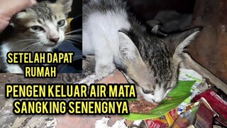 Momen Mengharukan Saat Anak Kucing Jalanan Menemukan Kebahagiaan Sebelumnya Terkurung Di Ruko..!