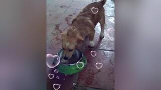 Chăm e lắm...yeucho yeuchomeo cún cúncon chó chómèo chócon chó_cưng chókhôn yeuchomeo cưng chócute pet dog dogsoftiktok doggo