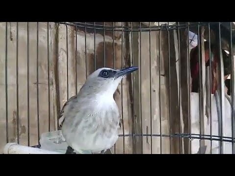 Ngak Tahan Dengan Ropelanya || Buat Pancingan Dan Masteran Burung Trucukan