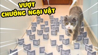 Dựng chướng ngại vật giống video TIKTOK cho mèo vượt qua | The Happy Pets #48