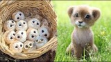 น่ารักมาก! Cutest baby animals Videos Compilation Cute moment of the Animals - Cutest Animals 16