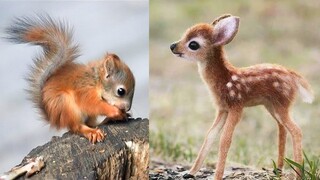 Cute baby animals Videos Compilation cute moment of the animals #3