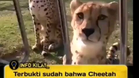 TERNYATA INI SUARA CHEETAH YANG SEBENAR