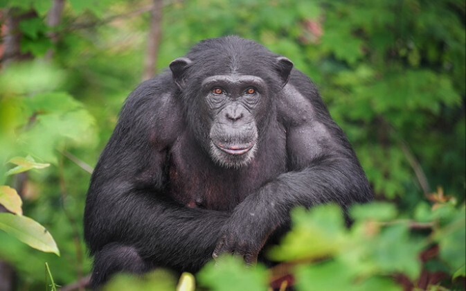 Two people are at a loss when faced with a gorilla marking its territory