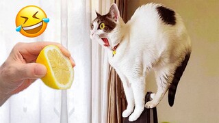 Funniest Dogs And Cats Videos 😅 - Best Funny Animal Videos 2023 😻 #17