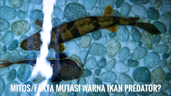 BACKGROUND MEMPENGARUHI WARNA IKAN PREDATOR PALMASS #MITOSFAKTA