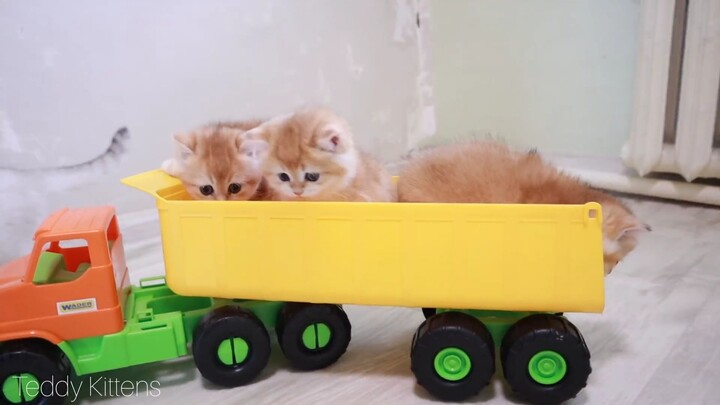 Test Drive from Kittens , Too Cute Compilation, cute kittens