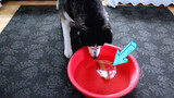 Cho xúc xích vào chậu, Husky không ăn được chỉ có thể uống nước