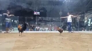 2nd Fight 2cock
