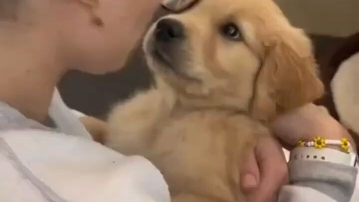 Cute puppy videos