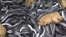 Eel fish farming