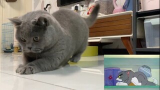 猫和老鼠诚不欺我（随时都有回应的宝宝）