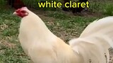 white claret