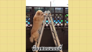 เพื่อนตัวน้อย สัตว์เลี้ยงแสนซน : น้องชอบแบบนี้