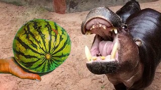 Hippos Like To Eat Watermelon - Funny Animals Video Compilation | Pets House