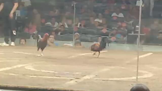 second fight 2hits ulutan champion