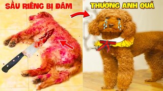 Thú Cưng Vlog | Sầu Riêng Và Cô Cô #1 | Chó gâu đần thông minh vui nhộn | Funny smart pet dog