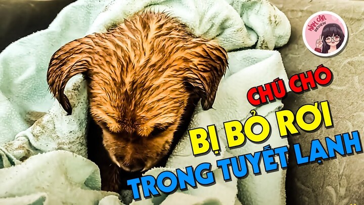 Giải Cứu Chú Chó Bị Bỏ Rơi Trong Tuyết Lạnh | Review Giải Cứu Động Vật