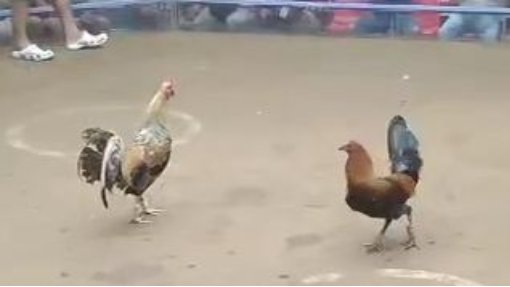 StanSid dom, championship fight at Bustos Cockpit 3 hits, June 24, 2024