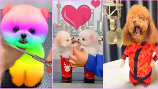 Funny and Cute Dog Pomeranian 😍🐶| Funny Puppy Videos #195