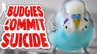 Budgies สามารถฆ่าตัวตายได้หรือไม่