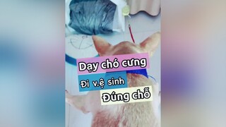 Dạy chó cưng đi v.ệ sinh đúng chỗ! thucung pet thucungdethuong nuoidaythucung chó chó_cưng kcbweb thucungvuinhon