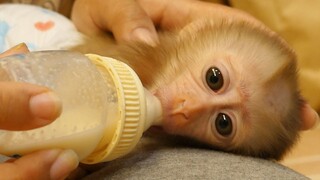 Cute Sleep Drinking Milk! Baby Monkey Lion Drink So Much Milk After Take Bathed