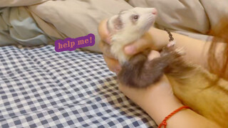 [Animals]Ferret's IQ test