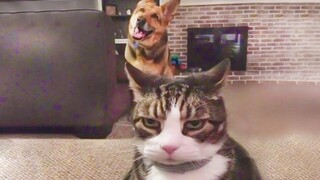 Baby Animals - Best Of The 2021 Funny Animal Videos - Funny Animals Compilation 😂