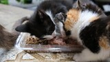 The tuxedo kitten does not want to share a meal with its siblings.