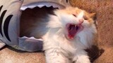Watch and laugh😺Funny CAT video that will make your day!