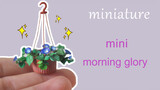Mini Morning Glories / Miniature