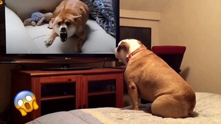 AWW SO FUNNY😂😂 Super Dogs And Cats Reaction Videos (เสียงที่ซื่อสัตย์) 31