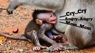 This is Breaking Heart Baby Monkey Cry Angry Mom, What Baby Monkey Need Right Now?