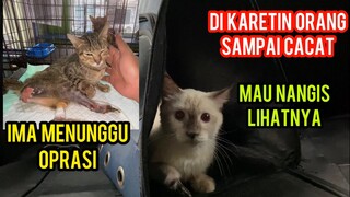 Allahu Akbar Akhirnya Kucing Yang Di Siksa DiKaretin Pulang Dari Klinik Kondisinya Cacat