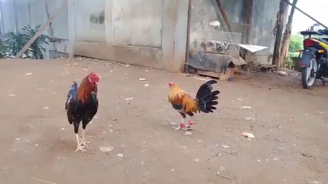 RMBB COCK FIGHTERS