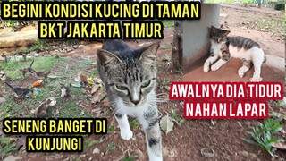 Masya Allah Kucing Jalanan Ngejar-Ngejar Minta Makan Gara-Gara Ini..!