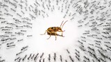 Một con bọ xít xông vào tổ kiến, cảnh chiến đấu vô cùng thê thảm