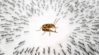 Farting Bug Fights Intensively with Ants.