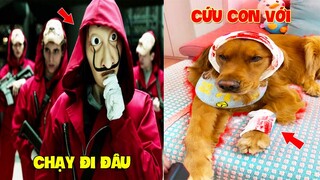 Thú Cưng Vlog | Đa Đa Đại Náo Bố #18 | Chó gâu đần thông minh vui nhộn | Funny pets smart dog