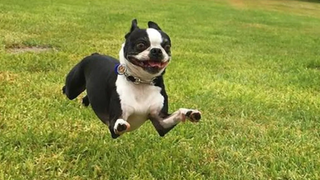 หัวเราะไปกับวิดีโอตลกของ Boston Terrier เพื่อลืมความเหนื่อยล้า!