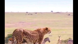 Hardest working animal