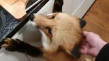 Cute Animals｜Pet Fox Looking for Meat in the Kitchen