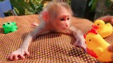 Healthy Baby Monkey!! Put tiny Luca under sunlight in the early morning to keep him healthy & warm