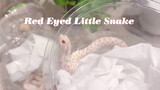 Pet Unboxing | Snowy Hognose Snake & Albinistic Ball Python