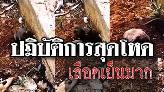 รวมคลิปตลกๆ : เจ้าหนูสุดโหด…เลือดเย็นขนาดไหน ต้องมาดู!!