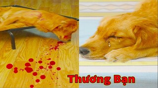 Thú Cưng TV | Cô cô và Sầu riêng #2 | Chó Golden Gâu Đần thông minh vui nhộn | Pets cute smart dog